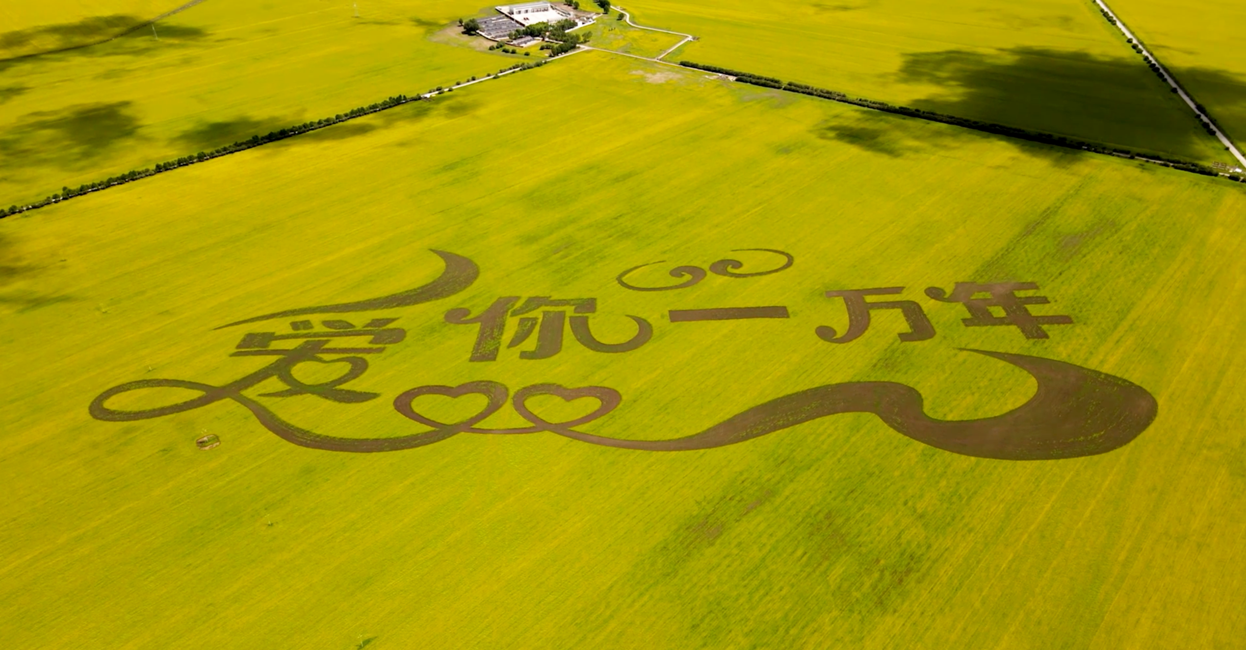 【打造高地 建設“四地”】“金色門源”現代農業風景獨好