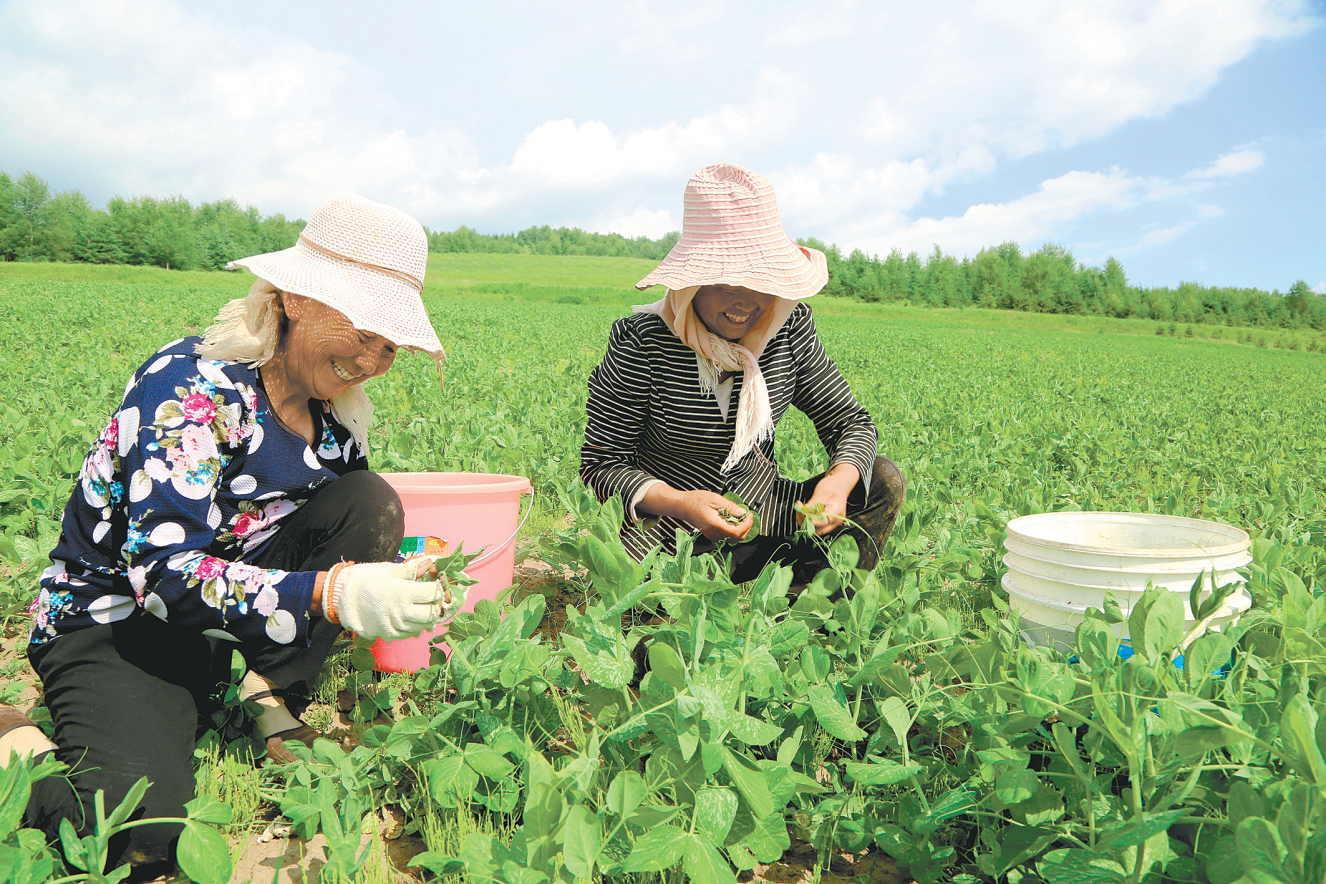 致富豌豆尖 甜到心尖尖