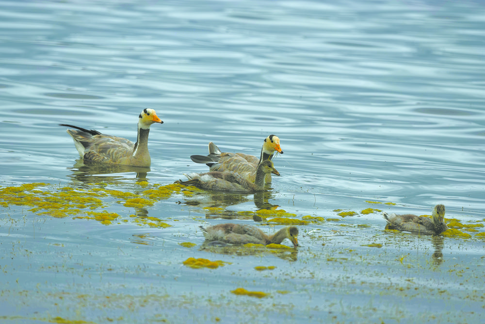 覓食。圖片均為本報記者 張多鈞 攝