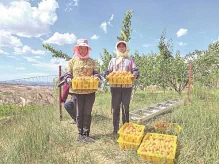 一顆杏子串起幸福產業