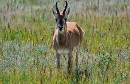 從300只到3000只!普氏原羚實現倍增