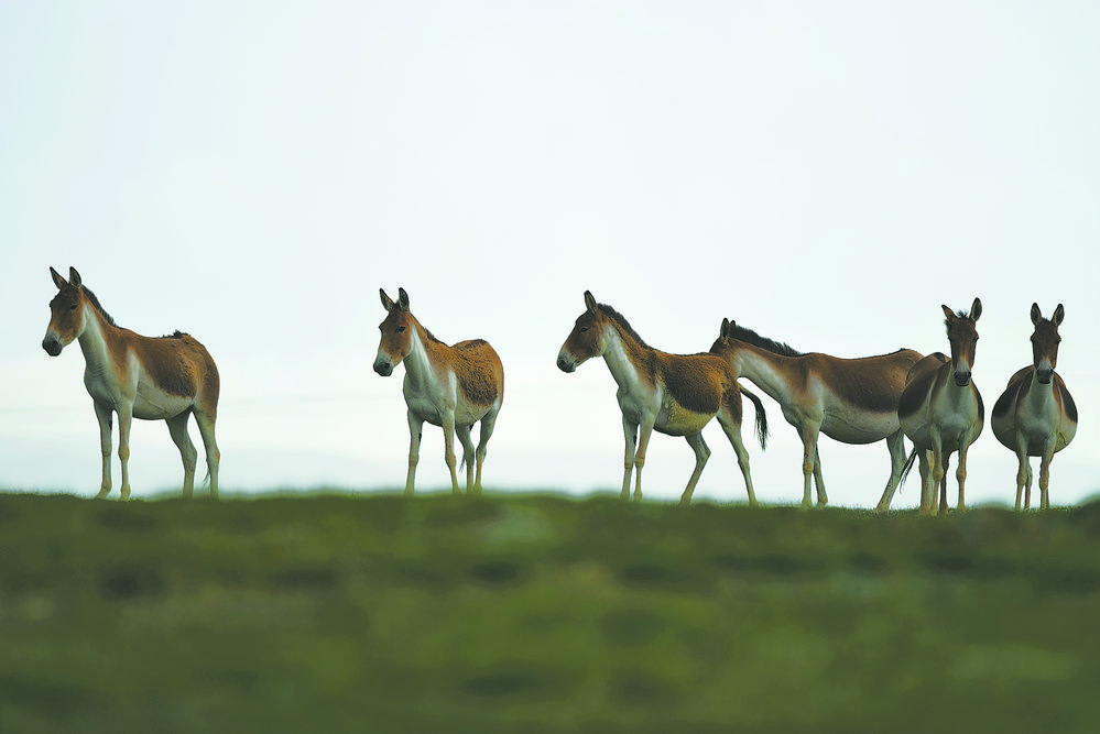 跑跑停停的藏野驢