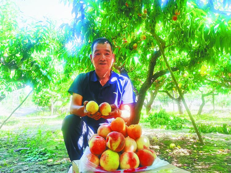 海東“桃花源”里桃熟了