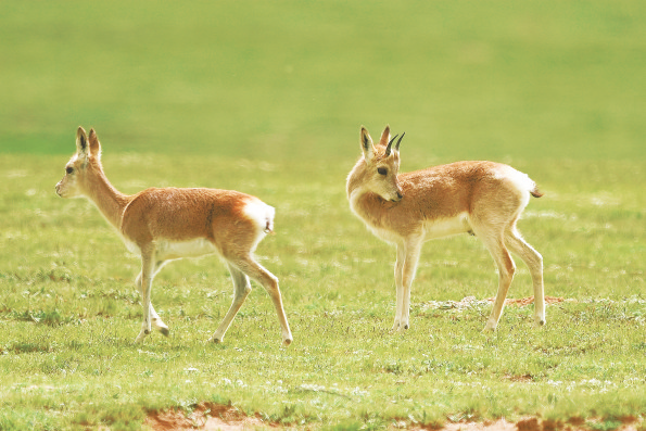 “白屁股”藏原羚