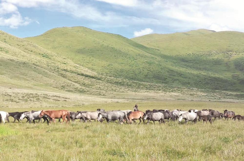 純種河曲馬落戶沙科村