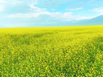 【圖說農牧】門源1.94萬公頃油菜花競相綻放