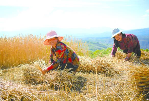 莊稼喜豐收 群眾樂開懷