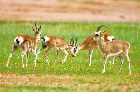 【走進三江源國家公園·野性三江源】“愛心萌物”藏原羚