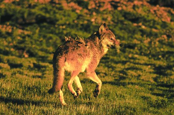 【走進三江源國家公園·野性三江源】與狼共舞