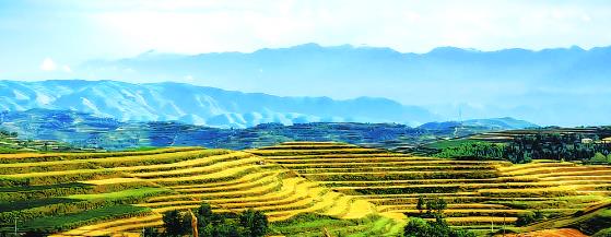 蘆花鄉里麥穗香