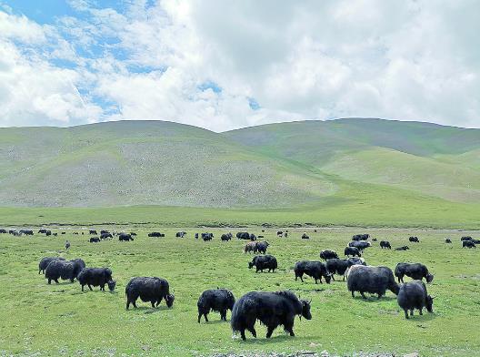 打響牦牛品牌,玉樹靠啥去拼