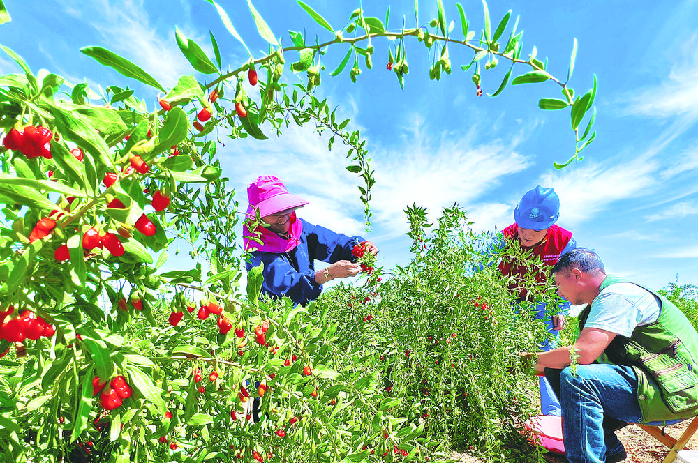 “優質電”助力枸杞“別樣紅”