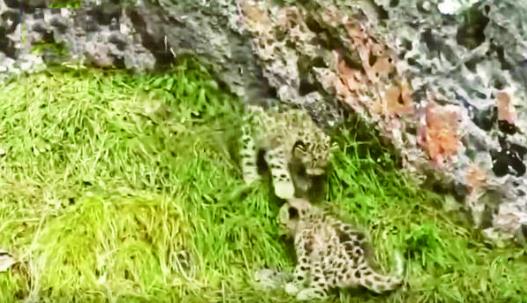 兩只祁連山小雪豹登上央視