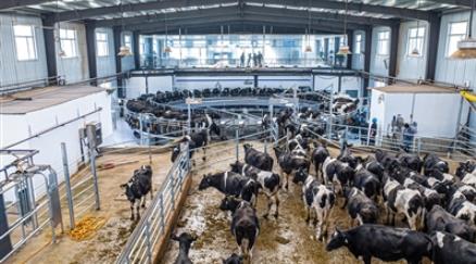 西堡鎮(zhèn)千余頭奶牛的“智慧生活”