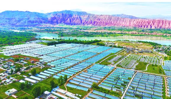 黃河彩籃——黃河邊的綠色有機農產品輸出地