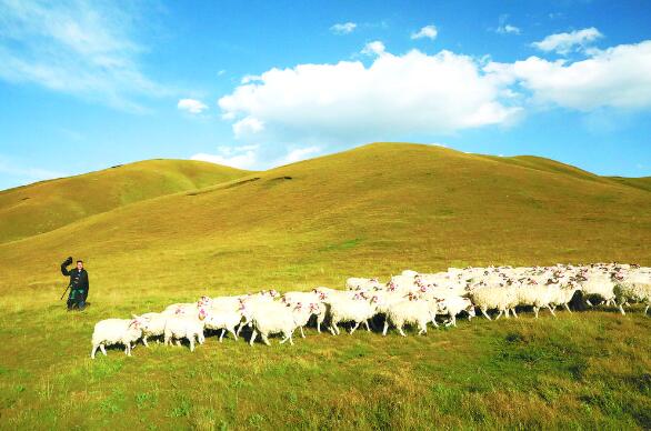 牛壯羊肥日子旺——天峻縣蘇里鄉豆庫爾村見聞