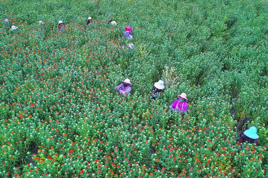 “紅花”田里的新盼頭