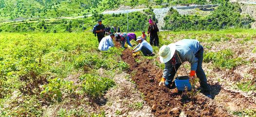 【鄉村振興在青海】娘麥田間好“豐”景——“鄉村行 看振興”系列報道