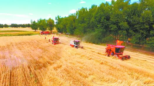 秋收“豐”景美