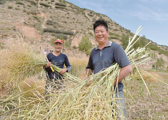 【鄉村振興在青海】“豐”景這邊獨好