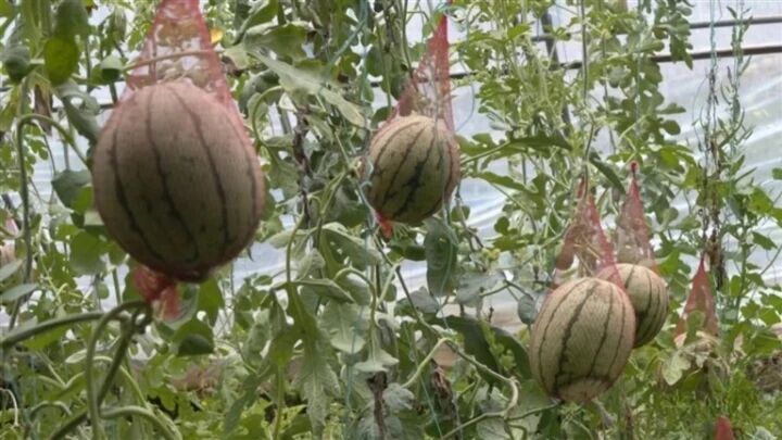 青海同德:沃野良田奏響豐收曲