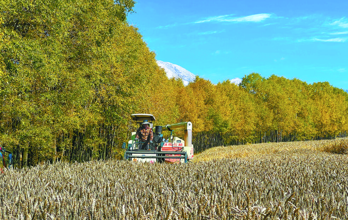 青海化隆:萬(wàn)畝青稞喜獲豐收