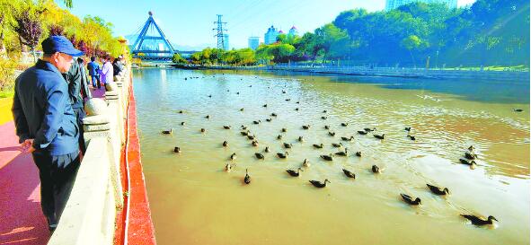 西寧:深秋季節(jié),上百只野鴨“做客”南川河