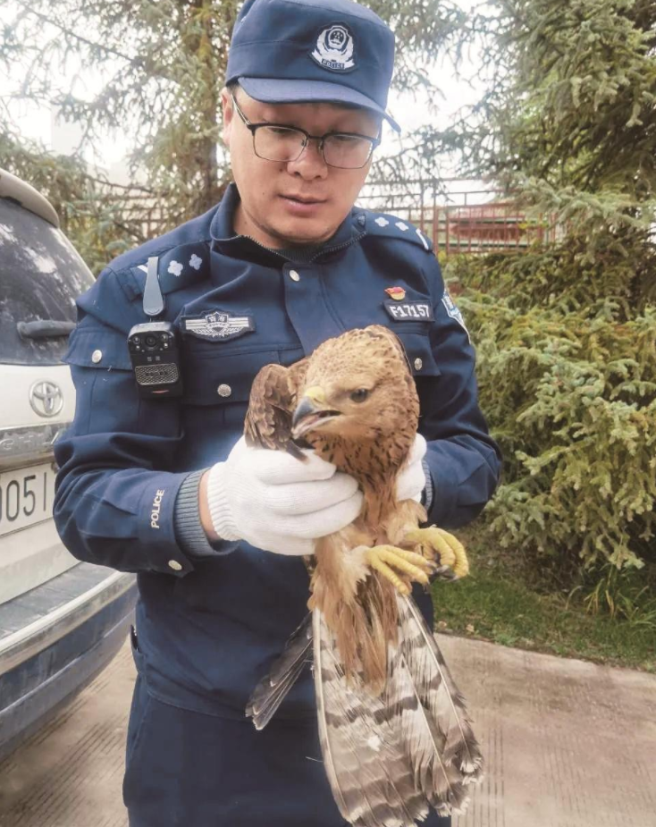 湟源公安救助一只鳳頭蜂鷹