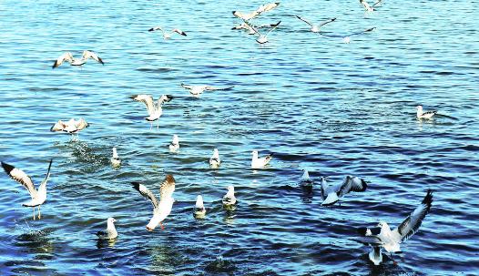 海鷗翱翔可魯克湖