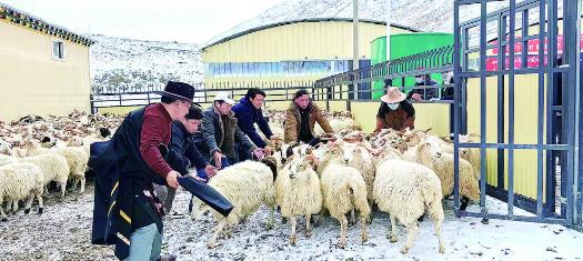 【鄉村振興在青海】曲麻萊:集體經濟“大豐收” 笑逐顏開領分紅