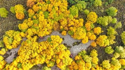 金秋青海美如斯