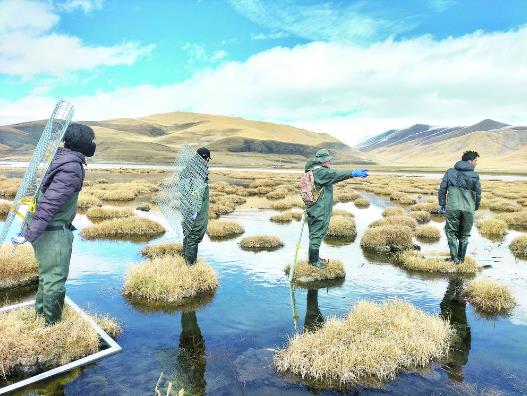 用愛撐起黑頸鶴的家