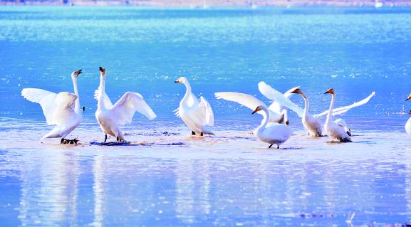 “空中仙子”舞動青海“天鵝湖”