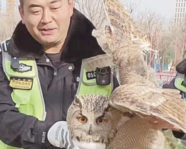 一只雕鸮被困 交警消防員合力救助