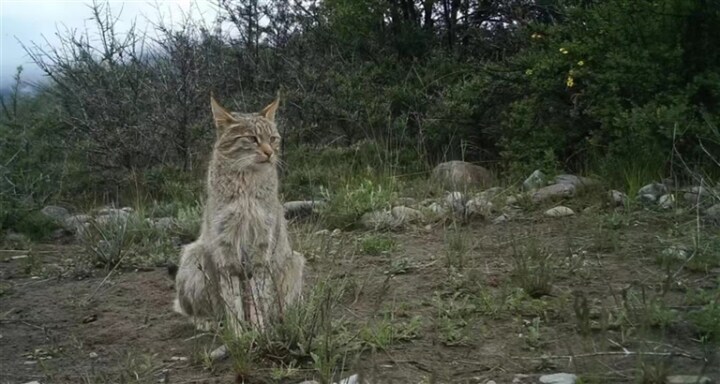 圖片由祁連山國家公園青海省管理局提供 圖片由祁連山國家公園青海省管理局提供