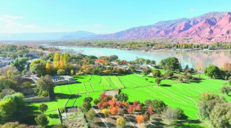 青海循化:冬日麥田如“春天”