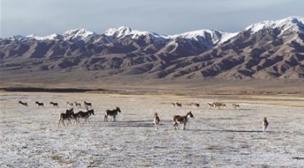 多種野生動(dòng)物 邂逅美麗高原