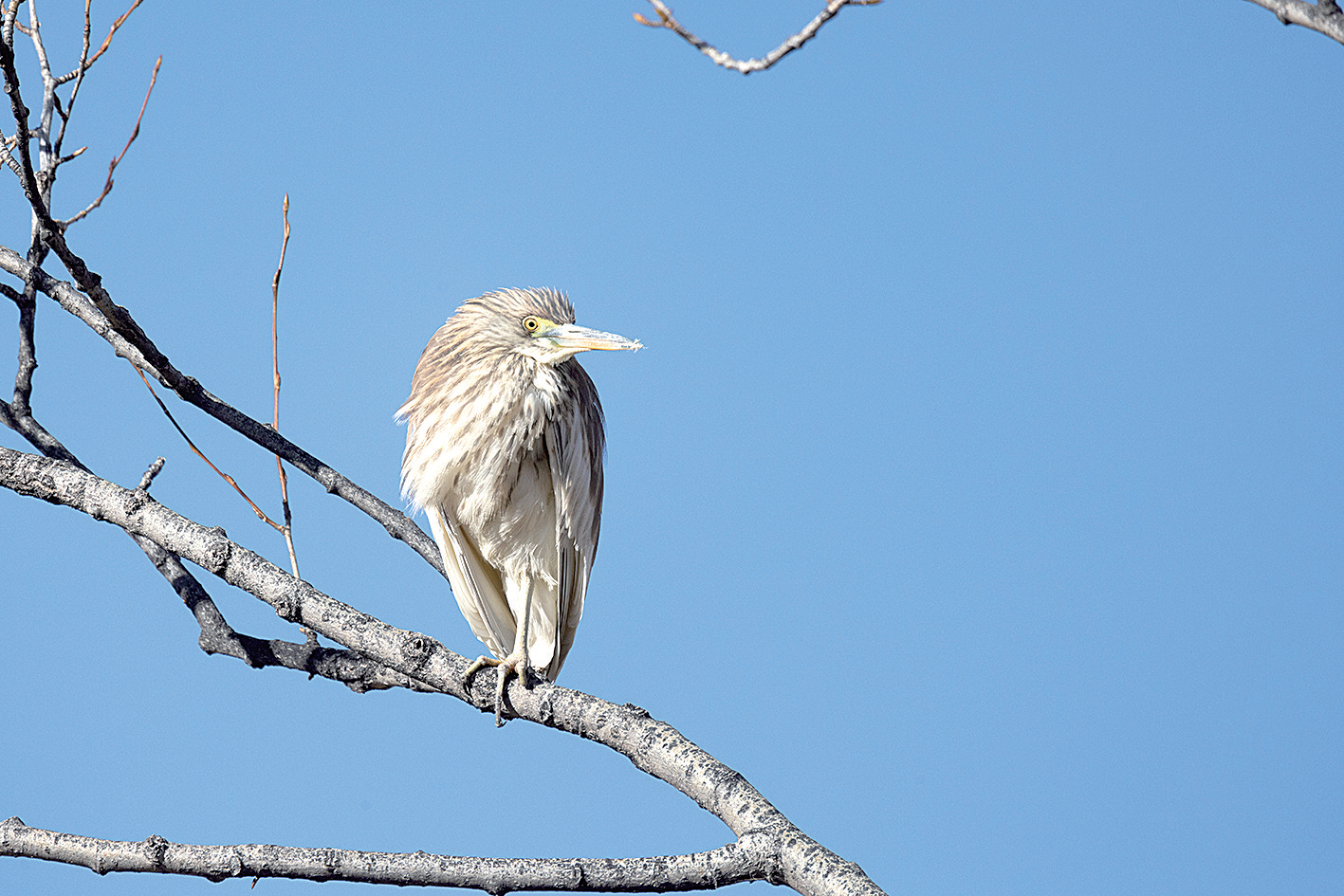 “捕魚能手”現(xiàn)身玉樹市區(qū)