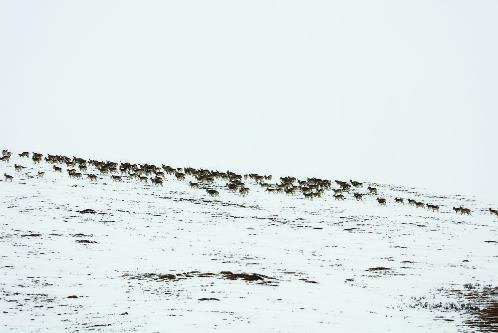 全心全意守護好家鄉的山水生靈——記玉樹市哈秀鄉云塔村生態管護員當珍文德