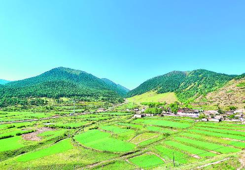 【行走青海】河床變林地 感受最普惠的民生福祉