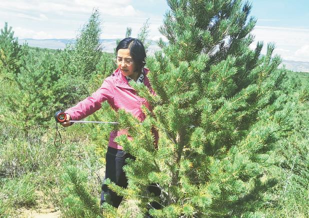 【新時代 新征程 新偉業·推動荒漠化防治 筑牢生態安全屏障】“沙漠添綠,再苦都值了!”——記全國防沙治沙先進個人石德榮