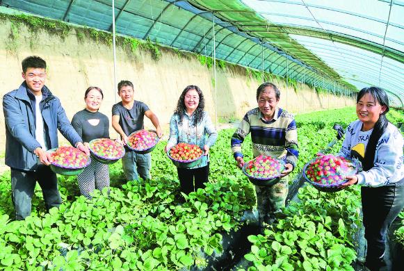 互助:初冬草莓搶鮮上市