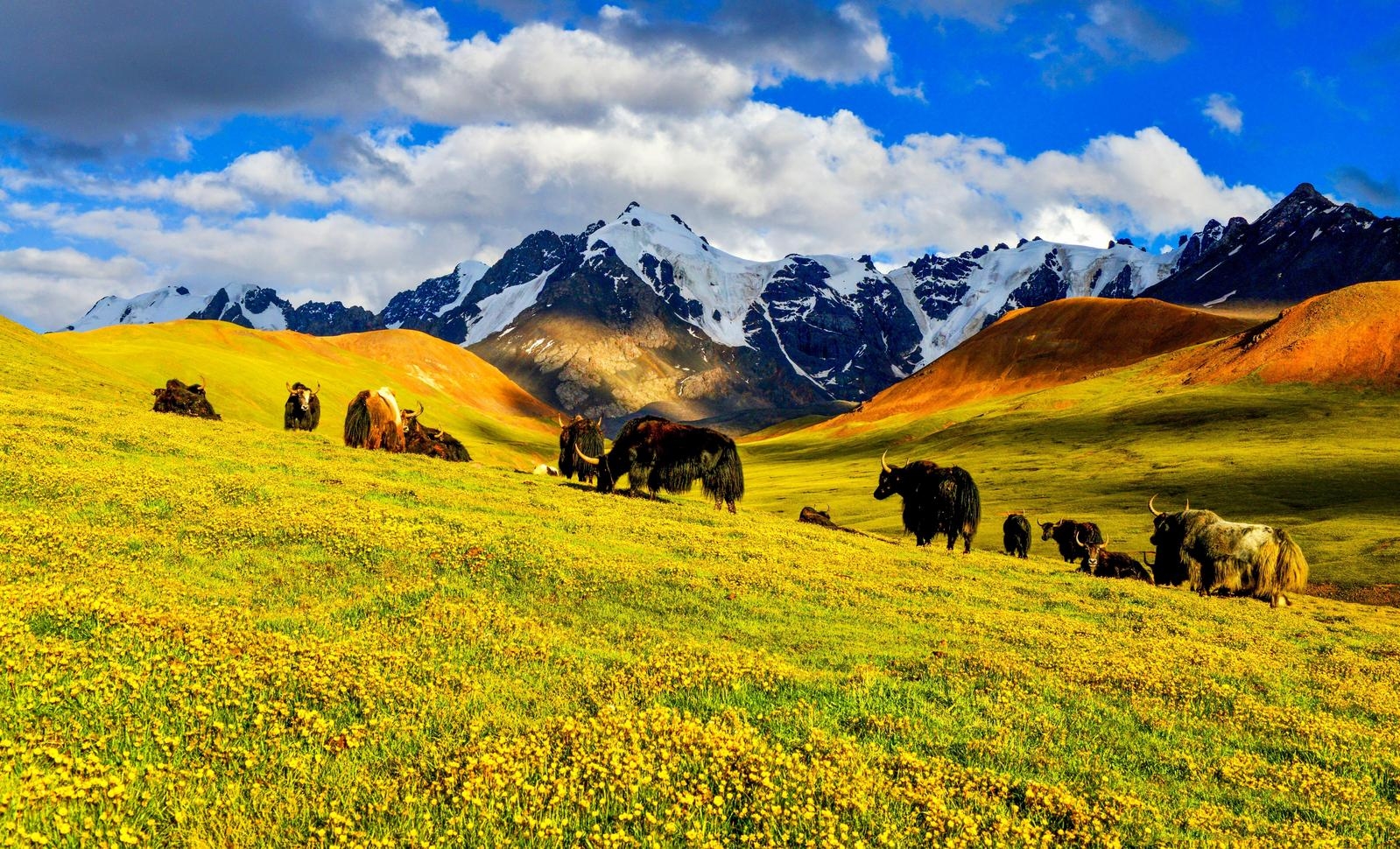 【生態觀察】玉樹:寫在綠水青山間的發展答卷