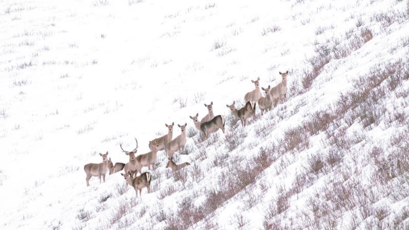 多種珍稀野生動(dòng)物頻頻“亮相”都蘭