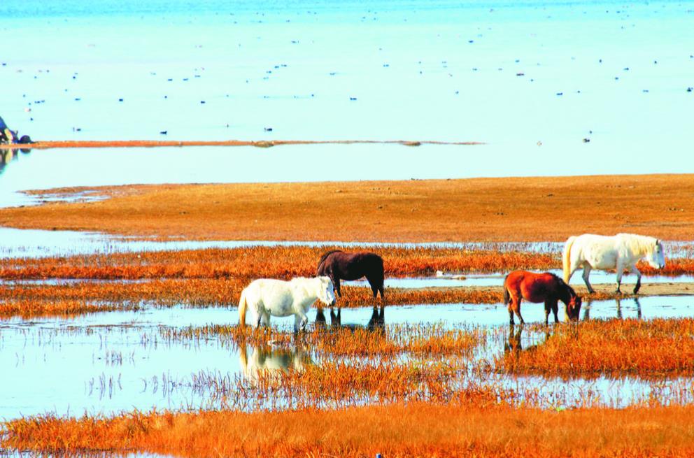40年,在高寒旱沙區譜寫綠色奇跡