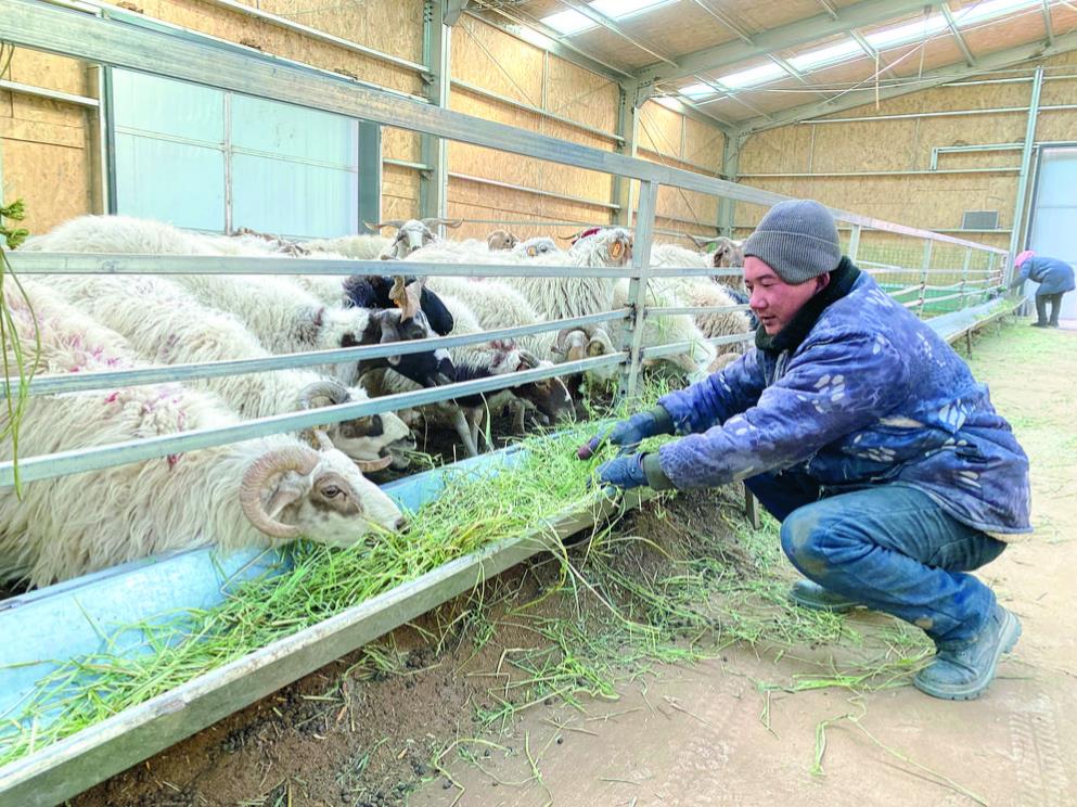 共和:備足“口糧”牲畜過“暖冬”