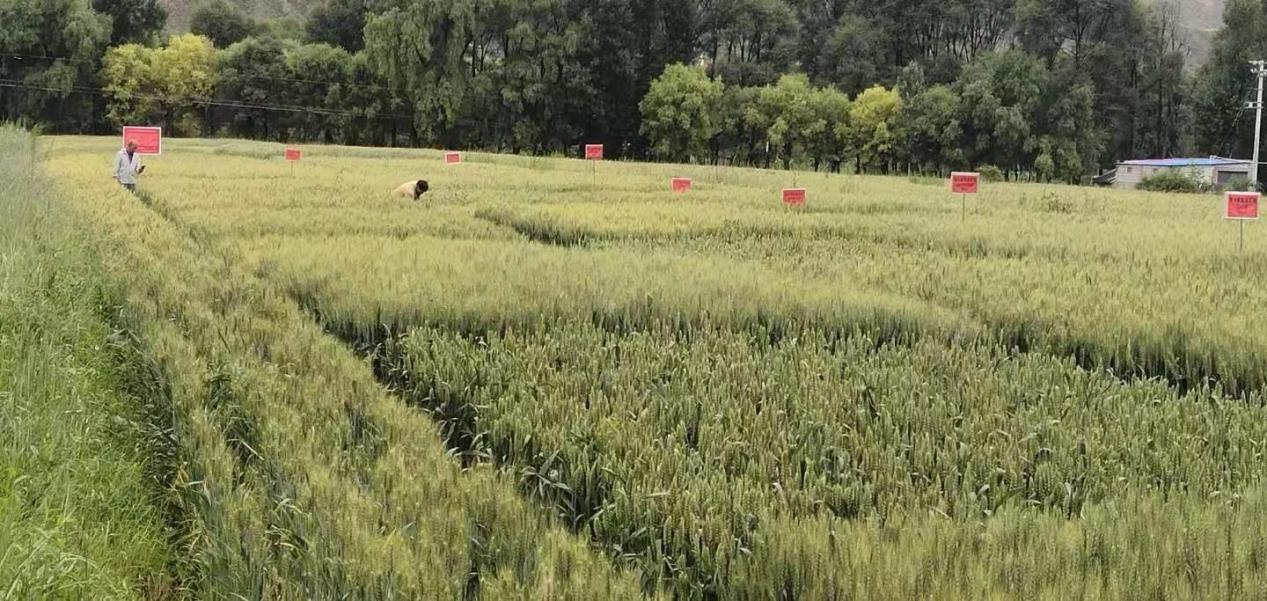 青海貴德:全力打造綠色農業新圖景