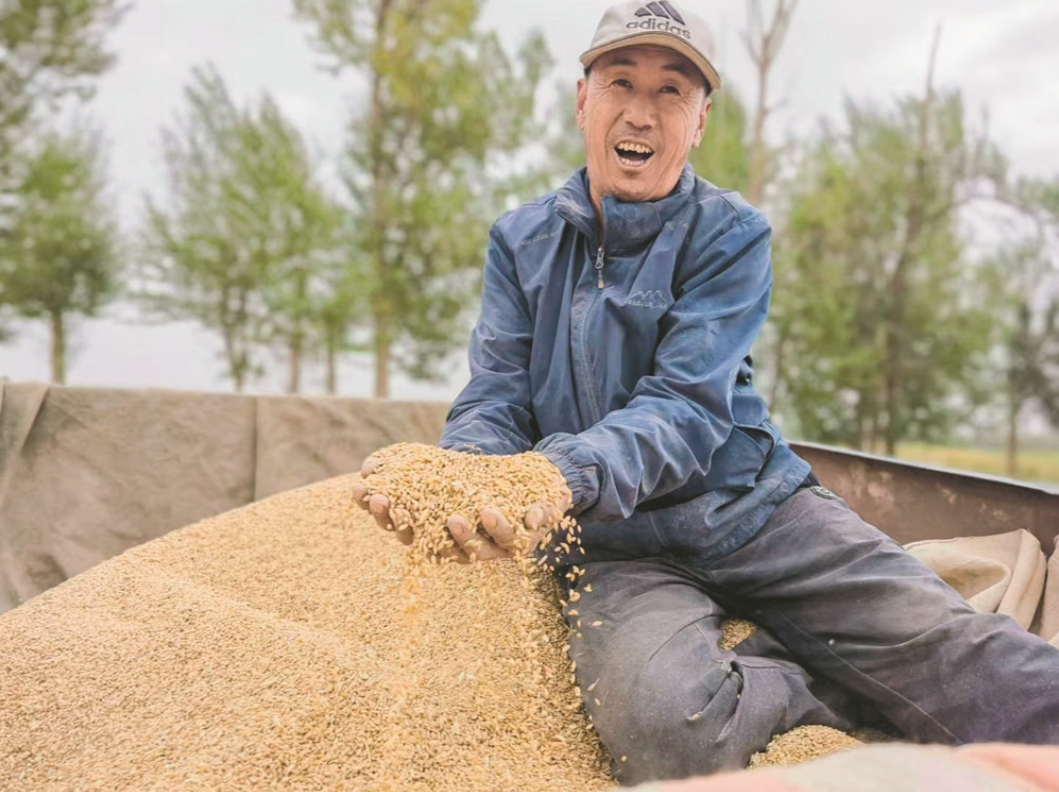 【記者微觀察】青稞高產紀錄是如何實現的?