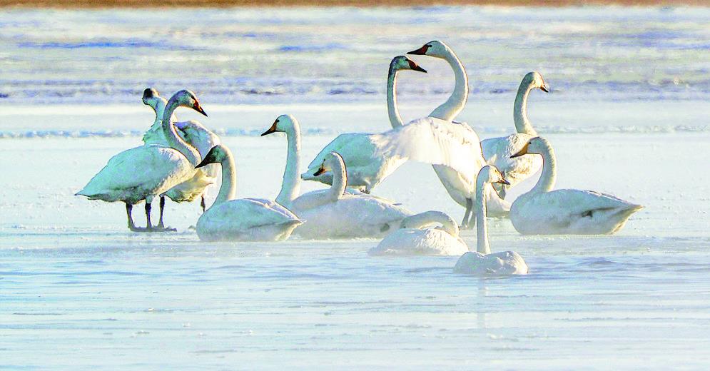 青海化隆:黃河沿岸喜迎“空中來客”