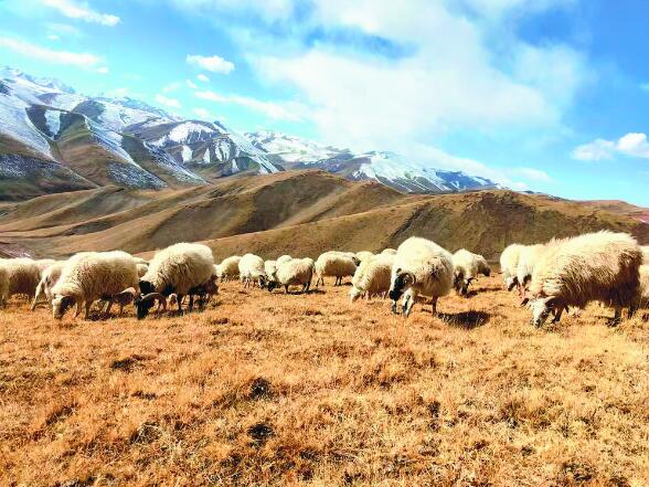 合作社讓日子更有盼頭